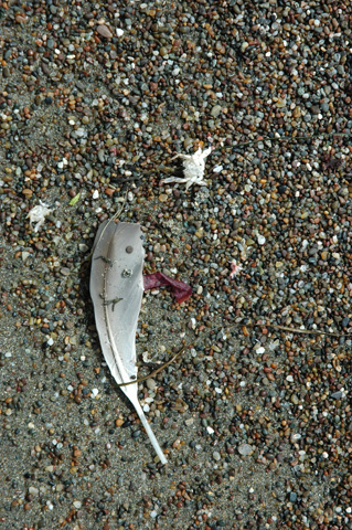 Moonstone Beach 031.jpg